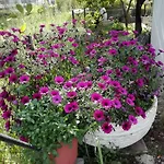 Toulatos Pantelis Apartman